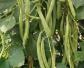 菜豆(四季豆、无筋豆)