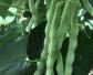 菜豆是什么植物？