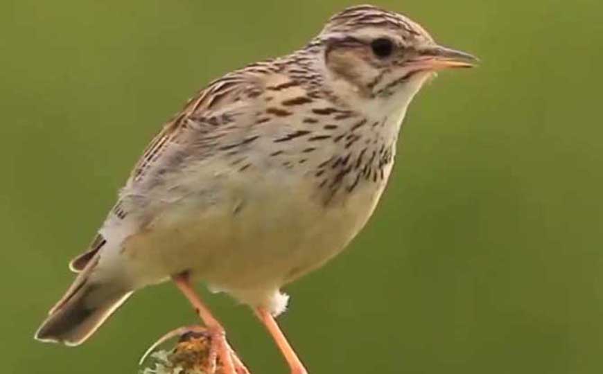 百灵鸟是什么鸟？
