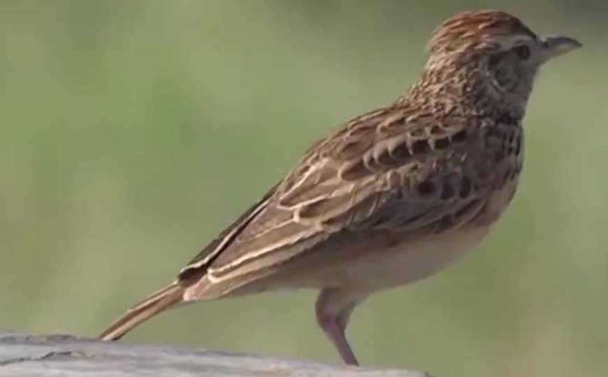 百灵鸟的特点及生活习性