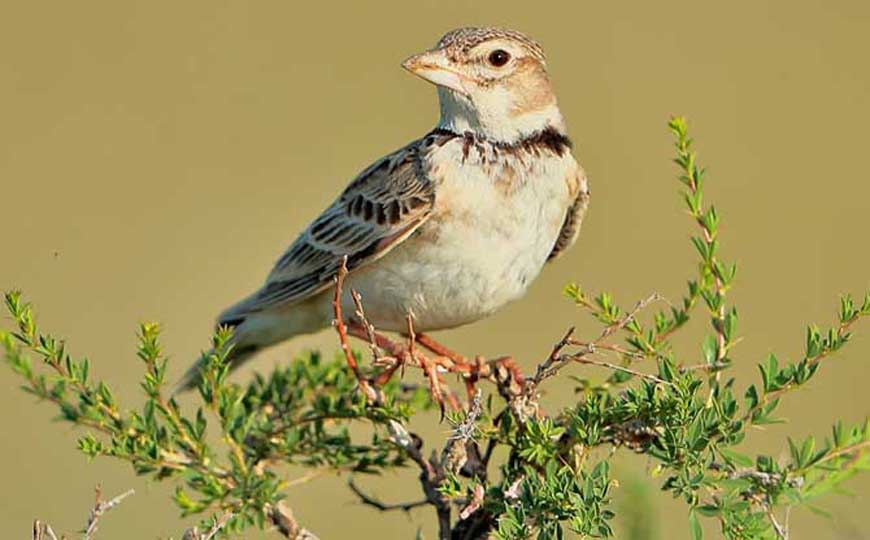 百灵鸟种类名称及图片大全