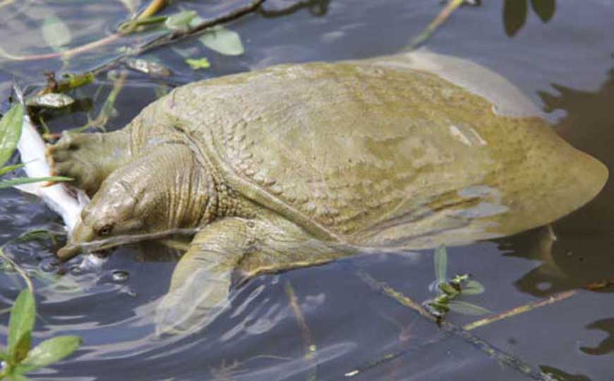 甲鱼价格多少钱一斤？