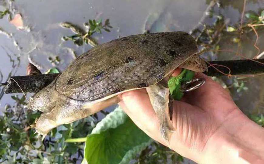 甲鱼吃什么食物？