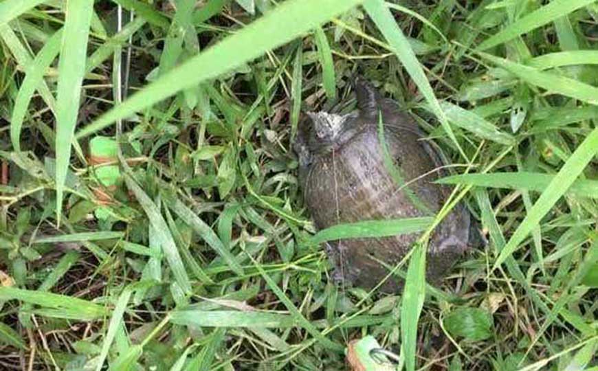 甲鱼的功效与作用及禁忌人群