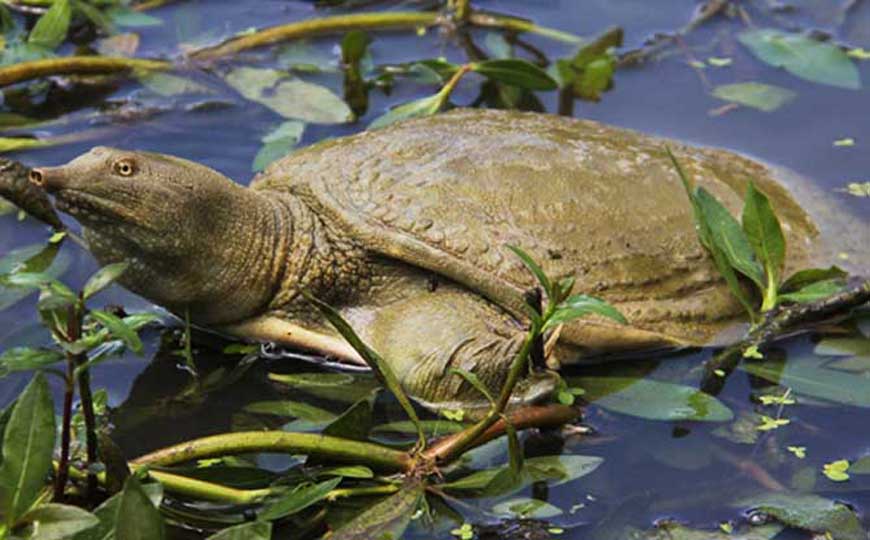 甲鱼怎样宰杀最简单？