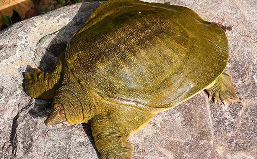 野生甲鱼是保护动物吗？