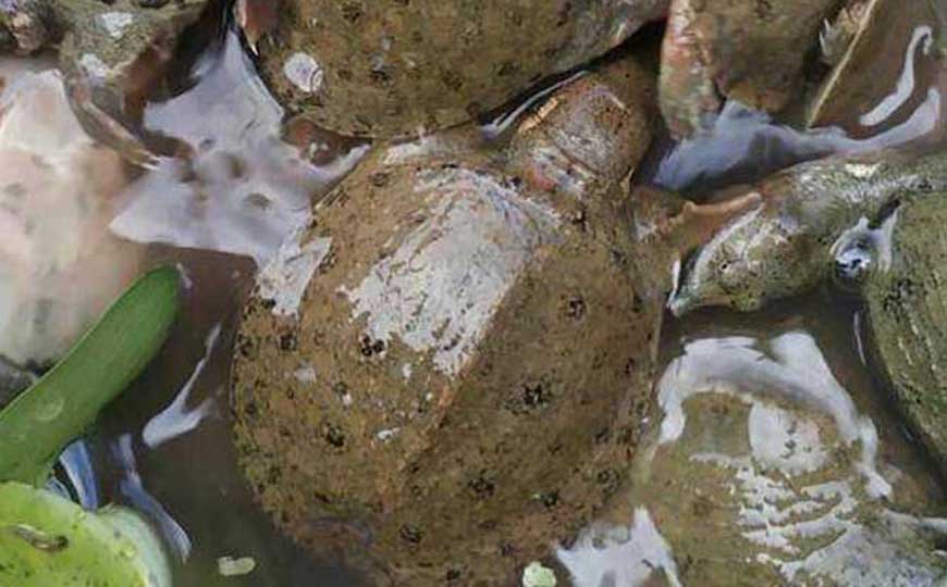 甲鱼苗价格多少钱一只？