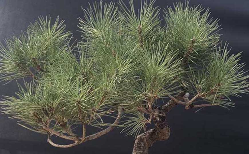 松树盆景