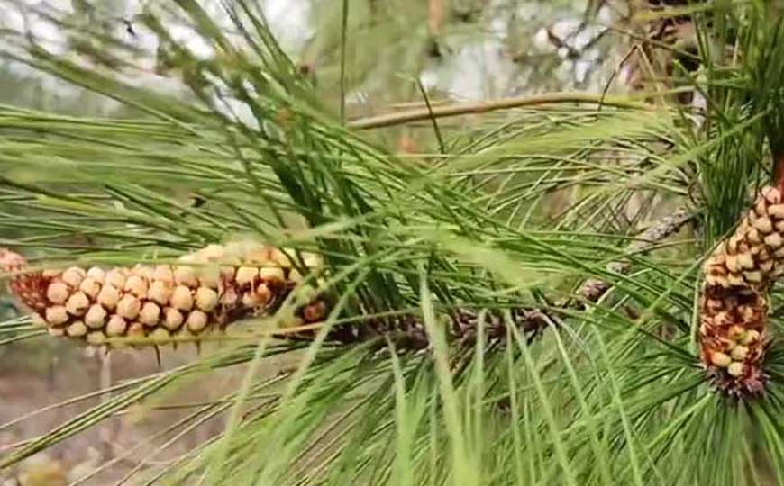 松树