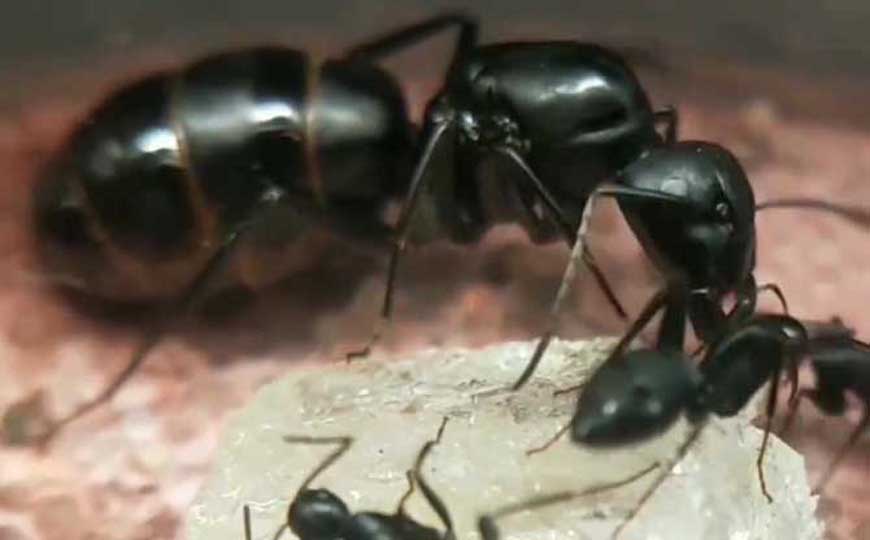 大黑蚂蚁