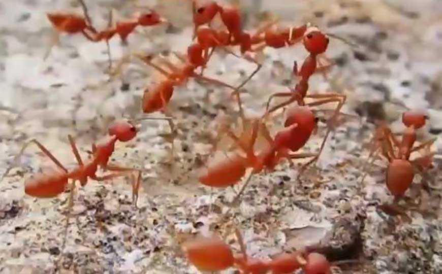 红火蚁