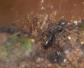 大黑蚂蚁是什么动物？