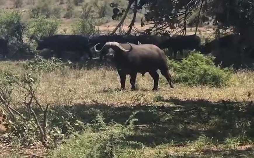 非洲野水牛