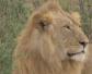狮子是什么动物？