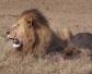 非洲狮是什么动物？