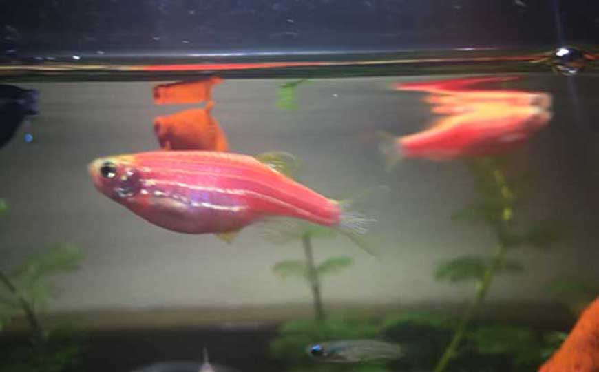 红斑马鱼