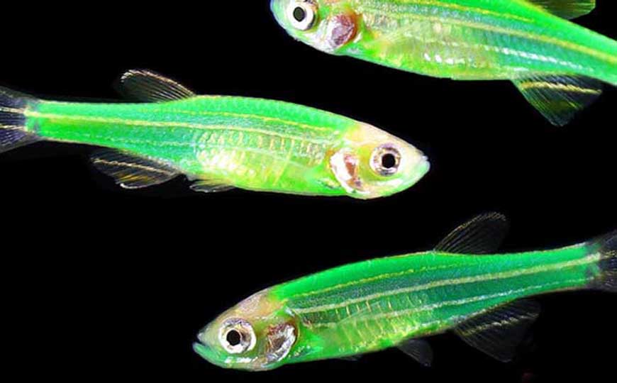 荧光斑马鱼