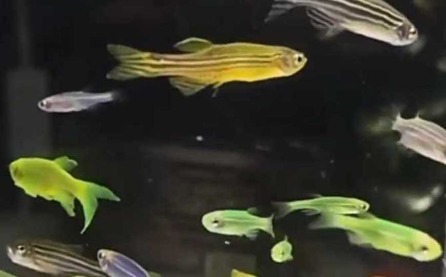 荧光斑马鱼
