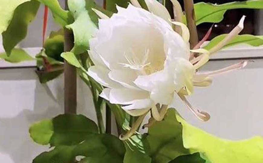 昙花