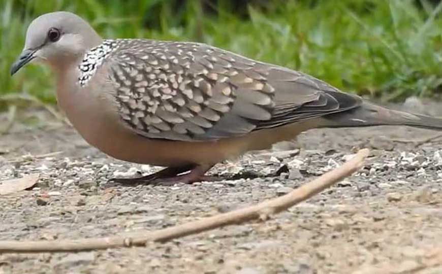 珠颈斑鸠