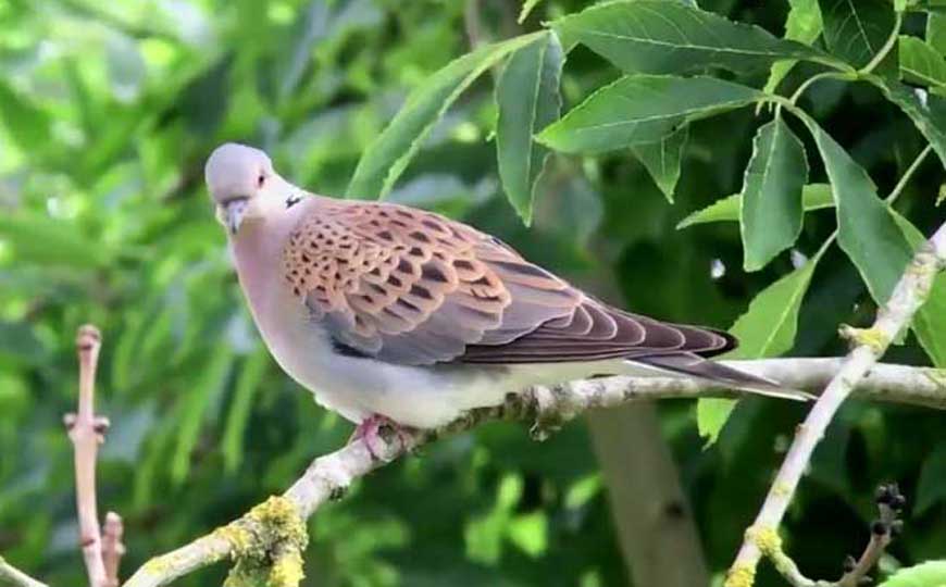珠颈斑鸠