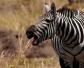 斑马(细纹斑马、平原斑马)