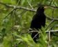 乌鸫(百舌鸟、黑鸫)