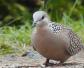 珠颈斑鸠是什么鸟？
