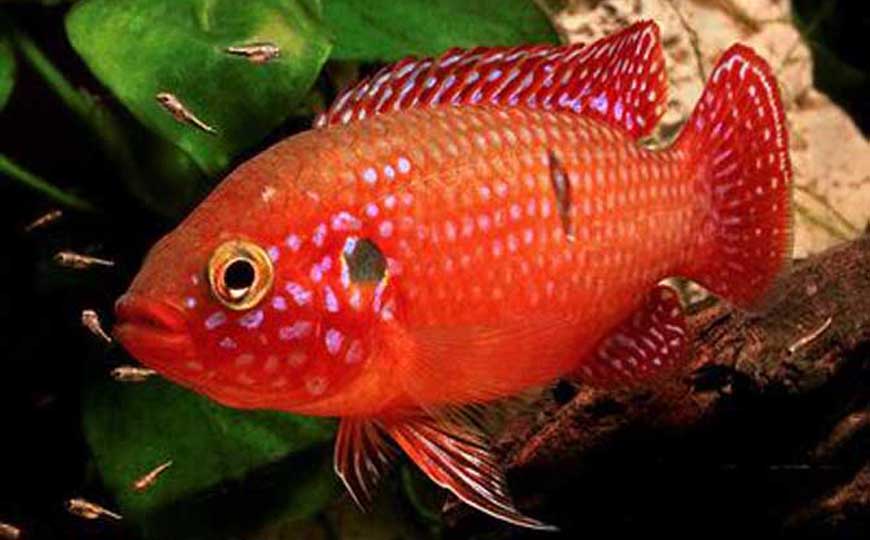 红宝石鱼