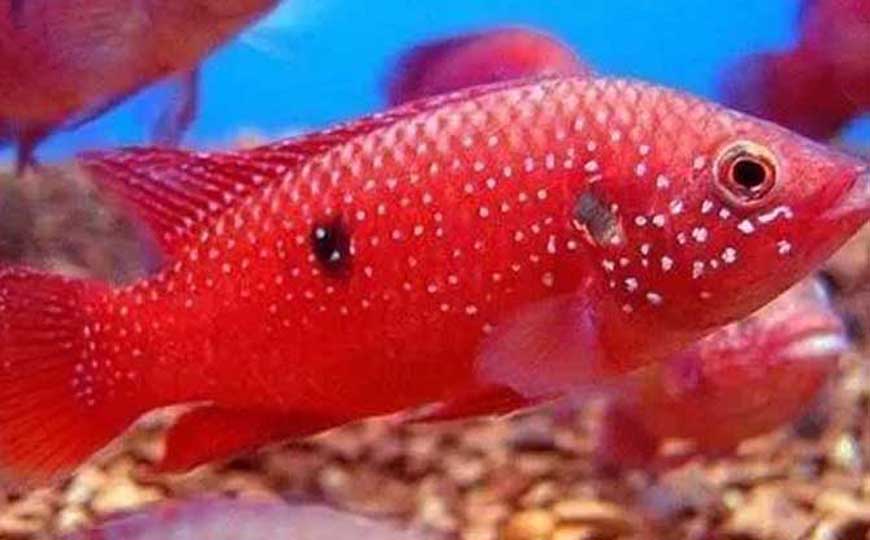 红宝石鱼