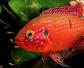 红宝石鱼是什么鱼？