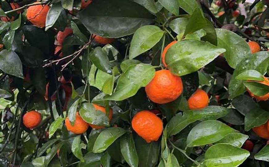 柑橘