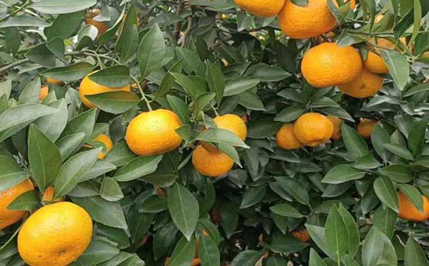 柑橘