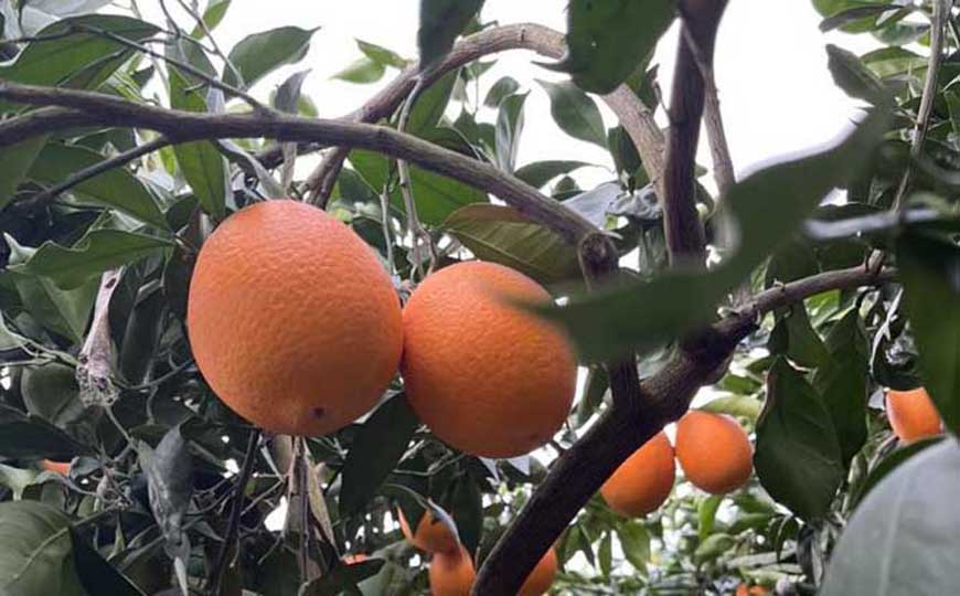 赣南脐橙