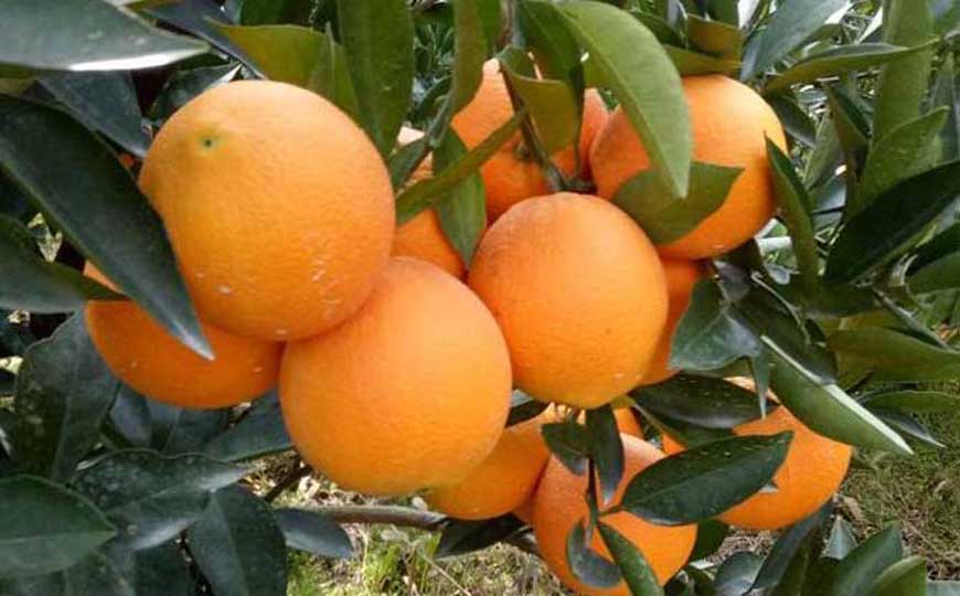 赣南脐橙