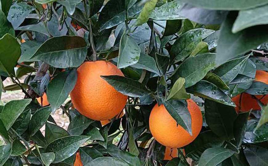 赣南脐橙