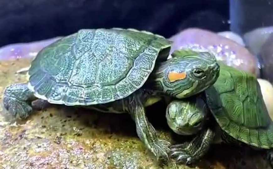 巴西龟肺炎怎么治疗最好？