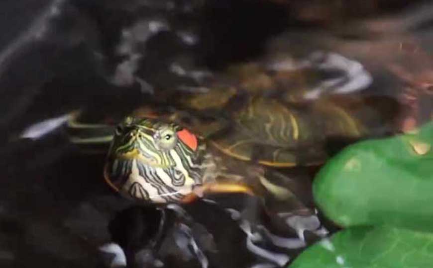 养巴西龟放多少水合适？