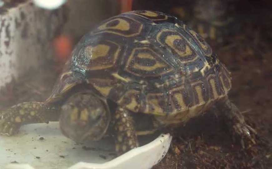 豹纹龟