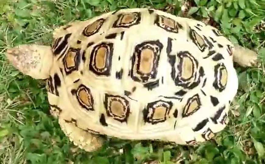 白豹龟