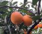 赣南脐橙是什么品种？