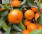 柑橘