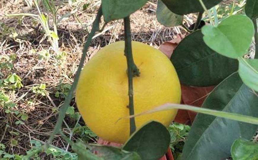 葡萄柚(西柚、朱栾)