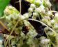 菟丝花是什么植物？