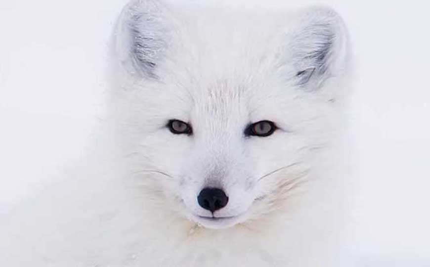 北极狐(蓝狐、白狐)