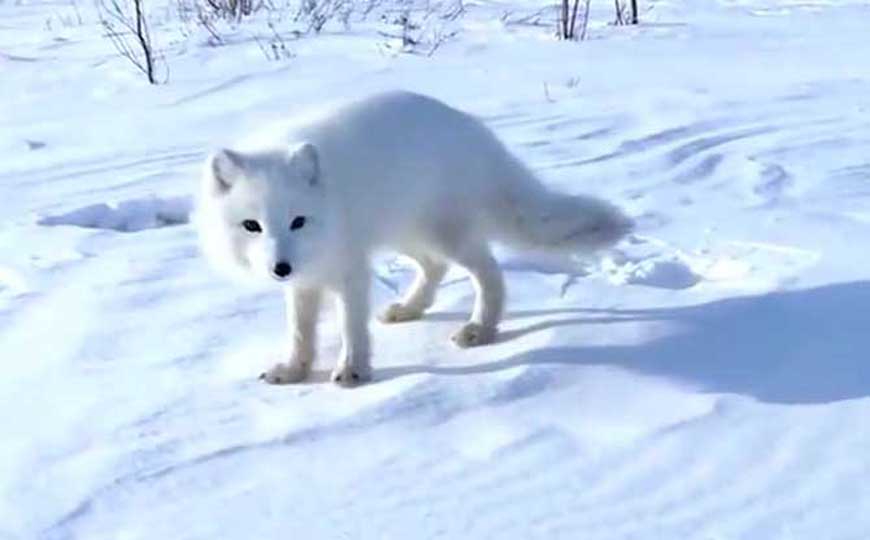 北极狐