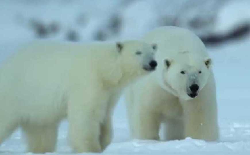 北极熊(白熊、极地熊)
