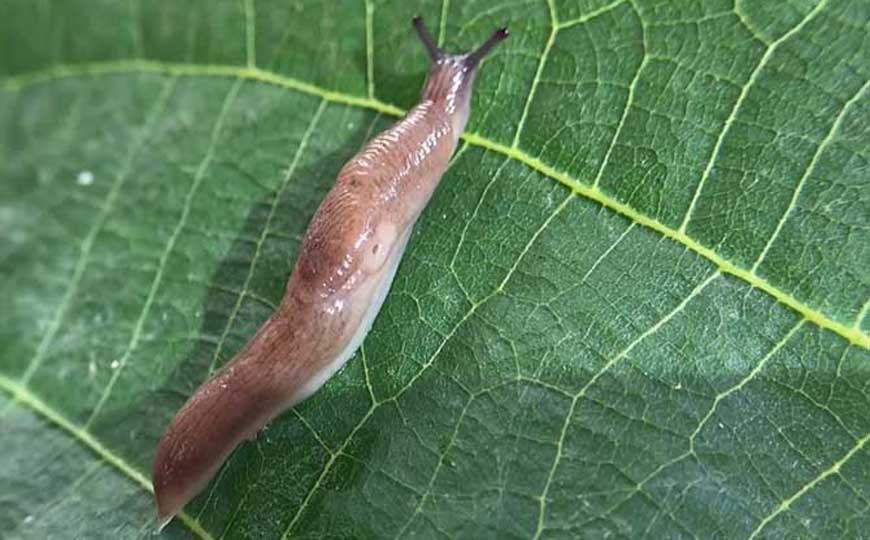 蛞蝓(鼻涕虫、水蜒蚰)