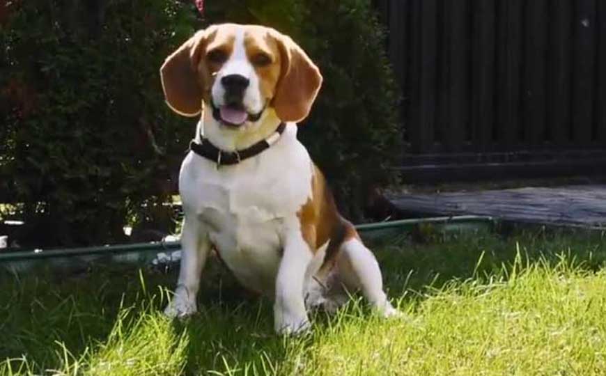 比格犬(比高犬、小猎兔犬)