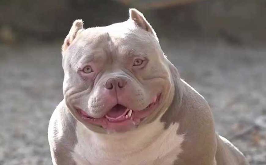 比特犬(美国比特犬、美国斗牛犬)